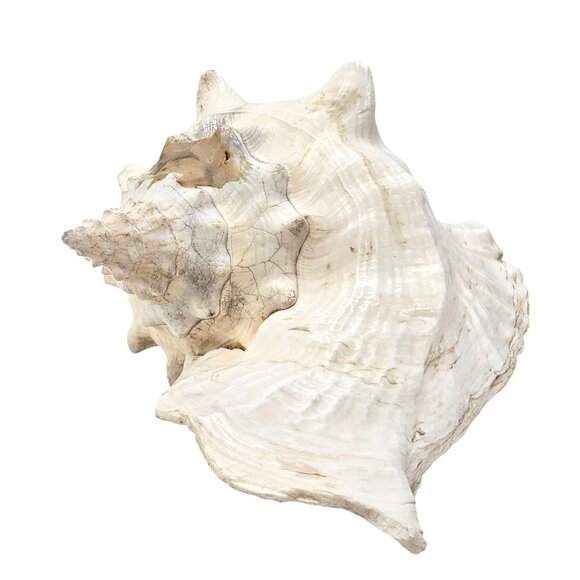 Conch Sea Shell Extra Large Vintage Natural Ocean Beauty Seashell 11" JE396 - Picture 2 of 10